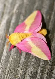 12  x 12  Hooked Rug Table Mat or Wall Hanging -  Rosy Maple Moth  (Finished) Online Hot Sale